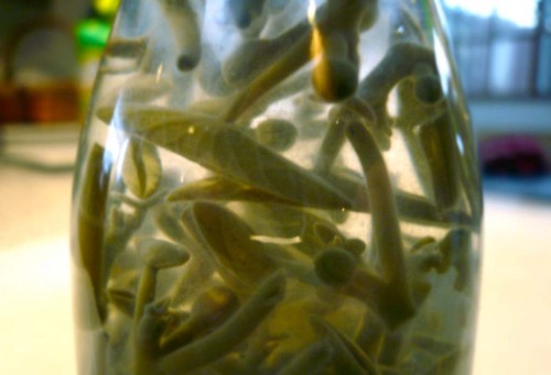 A close-up of bottled junsai buds