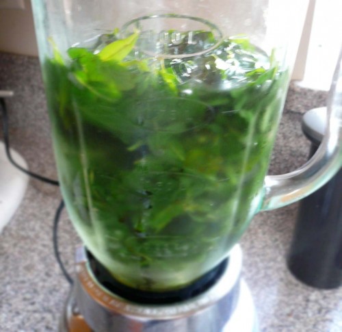 Blending the hyssop leaves with simple syrup