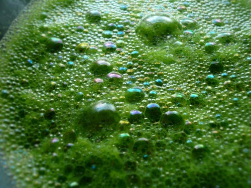 Bubbles of hyssop leaf juice