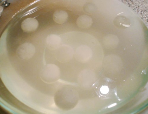 Frozen ginger spheres suspended in the alginate bath