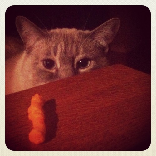 cheeto stalker