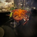 Alinea WOOLY PIG, fennel, orange, squid