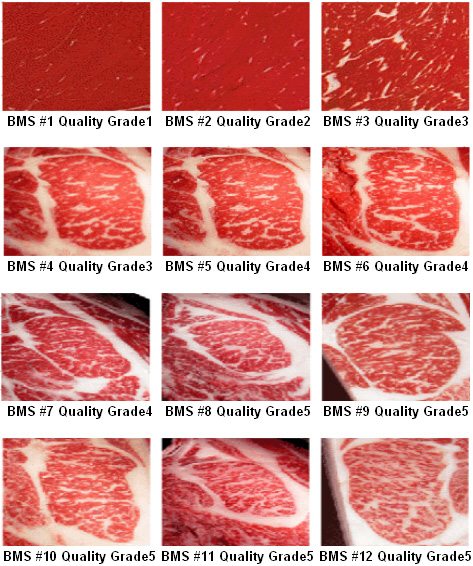 Beef Marbling Standards